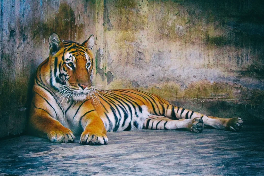 Tiger in Kanha national park