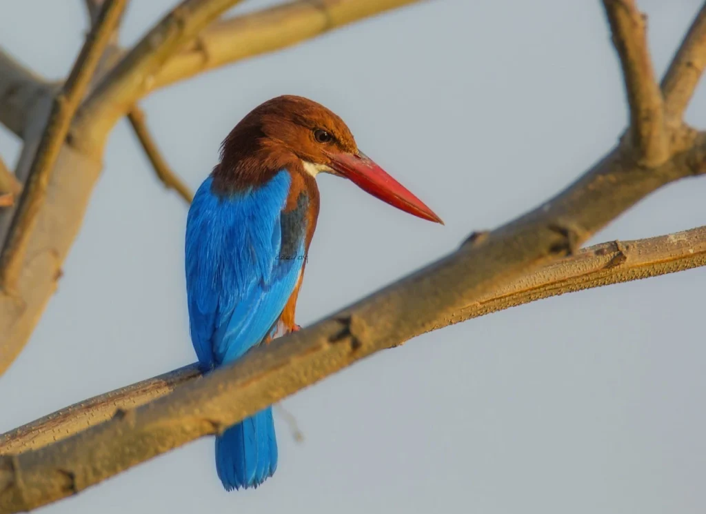 Exotic bird during India birding tour
