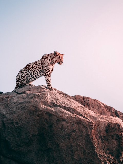 Leopard safari in Rajasthan