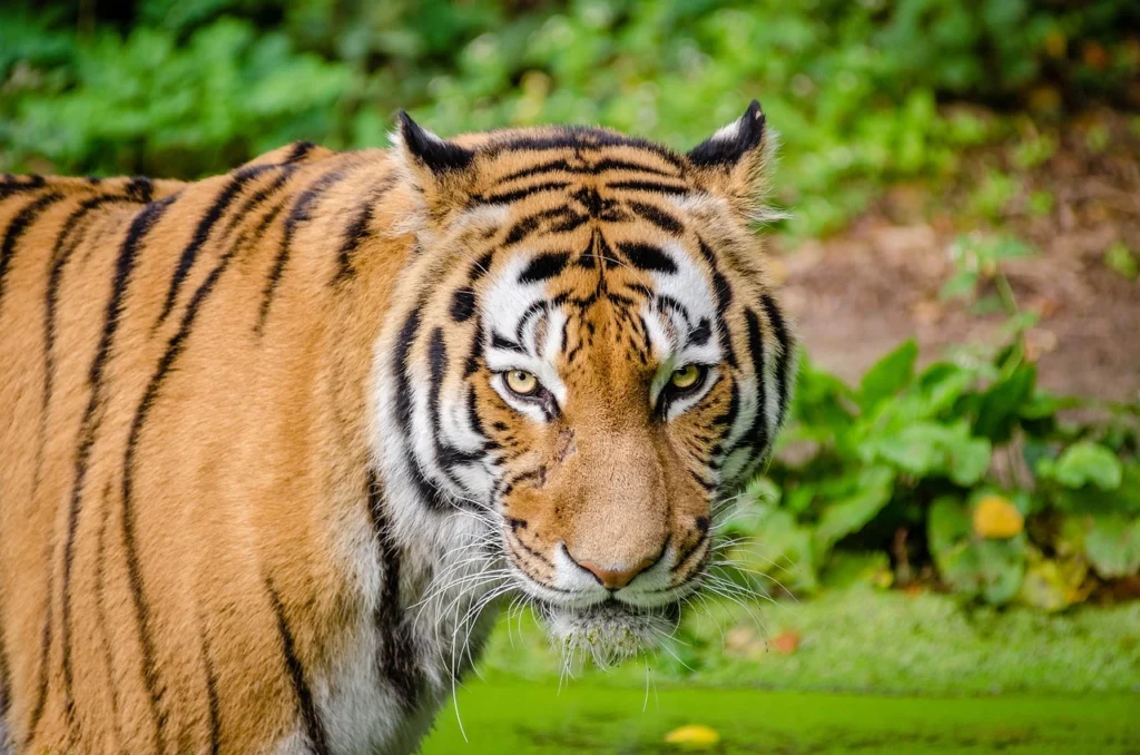 wildlife tour packages to Bengal Jim Corbett Ranthambore Bandhavgarh