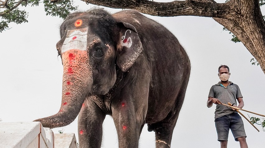 Elephant au Kerala