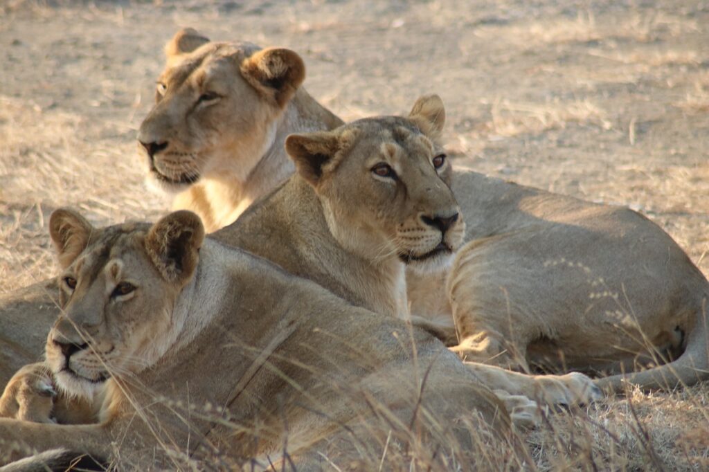 Lions in Gir Forest