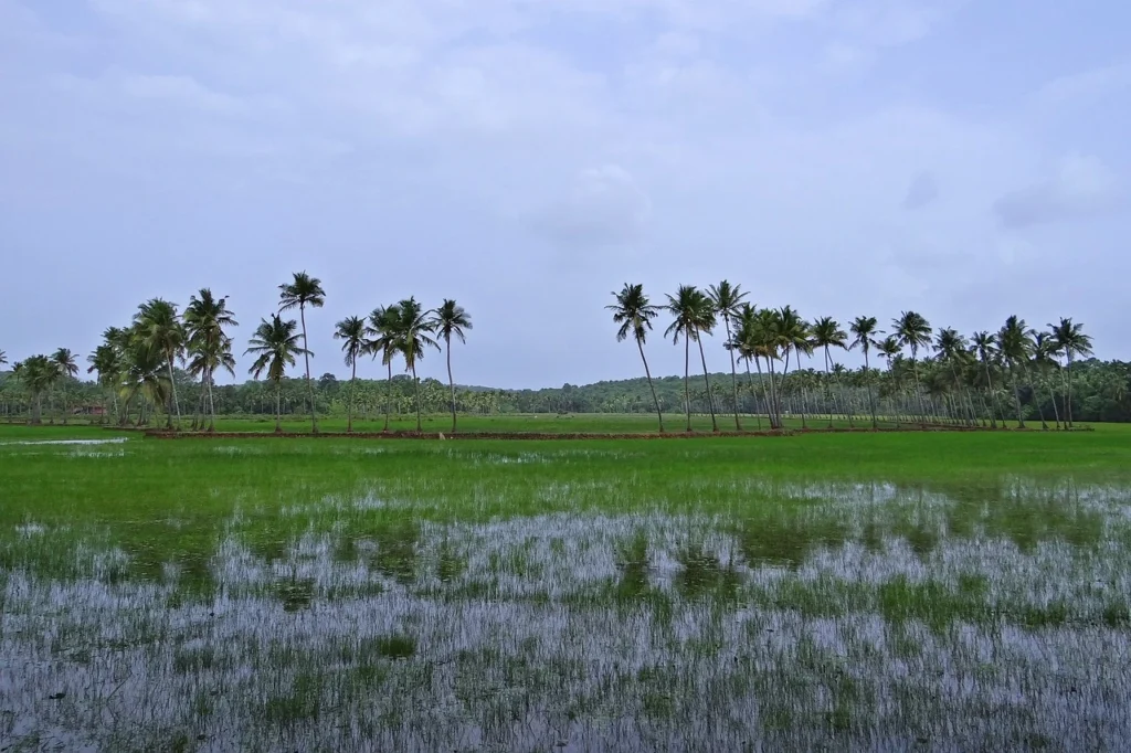 Paddy fields in Kerala